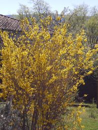 Forsythia Not Blooming: Why Won't My Forsythia Bloom?