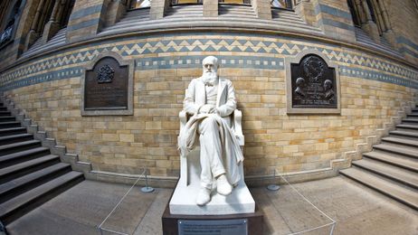 Hey Biblical Literalists, Stop Disparaging Darwin