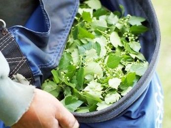 Nutrition is Key to Cardiovascular Health