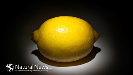 12 Easy Steps to Grow Your Own Lemon Tree From Seed