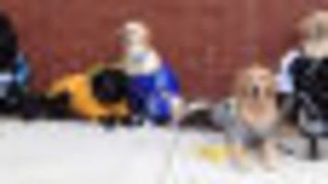 Puppy Love: Therapy dogs work to calm, soothe and defuse