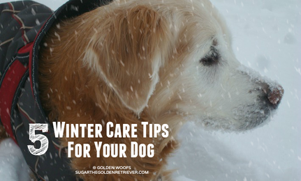 5 Winter Care Tips For Your Dog