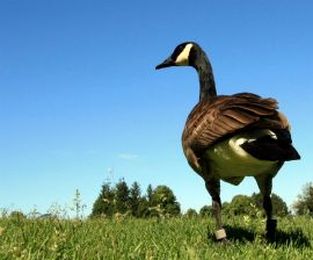 Do You Know Your Wild Neighbors? : The Humane Society of the United States