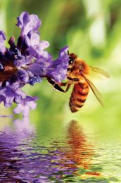 How homeopathy heals mosquito bites and bee stings
