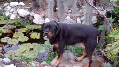 Certified Arborist Back Yard Before