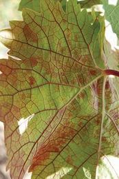 Does Red Blotch Affect Wine?