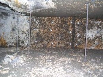 Can Aspergillus sp., a Common Fungi, be Deadly?