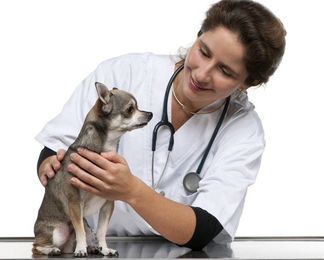 Dog Pet Health: When Is It Time to Call the Vet?