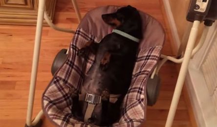 Swinging Wiener Hangs Loose At Home. And You Love It.