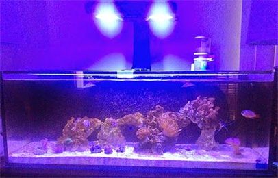 Species-Specific Aquarium Build: Clownfish and Bubble Tip Anemone Tank