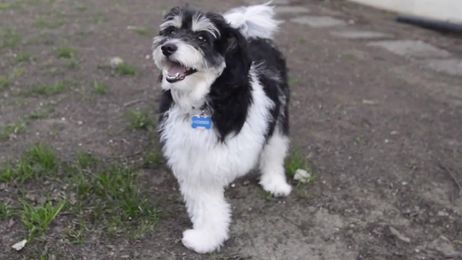 3-legged dog gets prosthetic limb