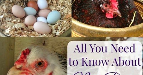 All You Need to Know About Chicken Nest Boxes!