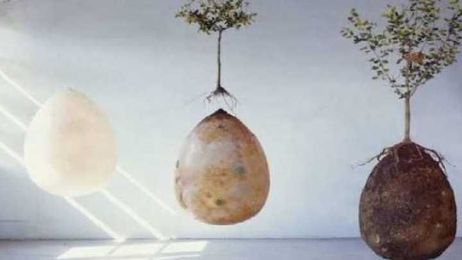 Burial Pods Could Turn Cemeteries Into Forests