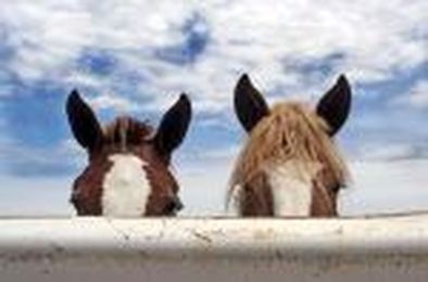 Can You Keep Horses and Other Pets in Bankruptcy?