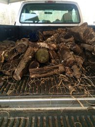 Belts, Elders, Oak Trees and Gardens.