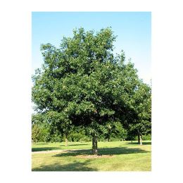 Selecting Trees for Your Yard