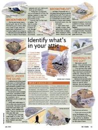 How to identify animals living in your attic