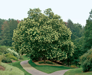 Fast-Growing Trees for Impatient Gardeners
