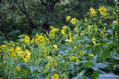 Plant a Bee Garden for Honeybees