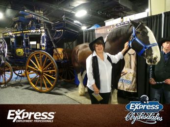 See who's hanging out with the Express Clydesdales.