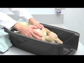2. Why Cats Need Routine Veterinary Checkups