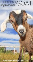 5 Reasons Why YOU need a Goat