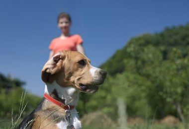 Analyzing Dog Food Ingredients & More