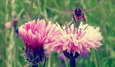 Planting Herbs that Attract Honey Bees
