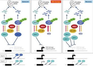 Two Proteins Critical for Circadian Cycles Protect Cells from Mutations 