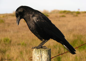 The Secrets Of Gift-Giving Crows