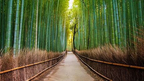 Forest bathing: Take a dip in these serene forests