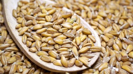 5 Ancient Grains You Need to Try