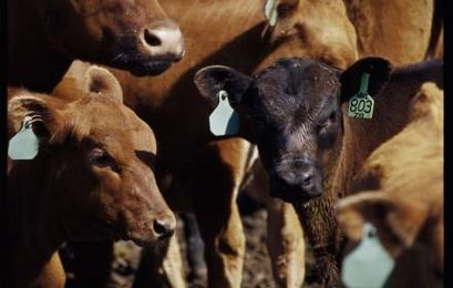 Use Feed Additives to Reduce Stress-Loss