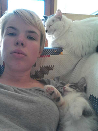 How to Survive Life With a New Kitten