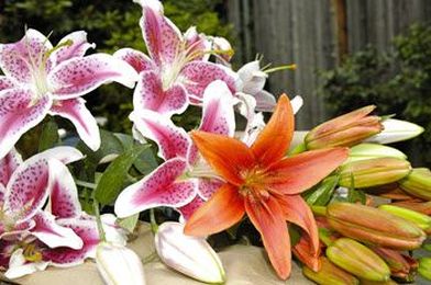 Lesser Known Pet Toxicities: Lily Toxicity in Cats