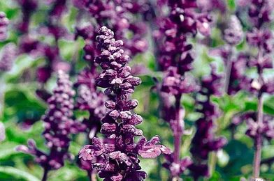 Top 10 Award-Winning Hummingbird Flowers