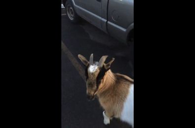 A plumber gets a big surprise from some lost farm animals. [VIDEO]