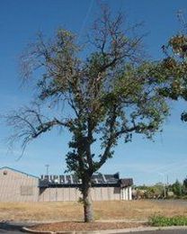 Six Ways to (Unintentionally) Kill Your Tree