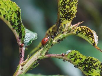 Top 10 Tips for Eco-Friendly Gardening