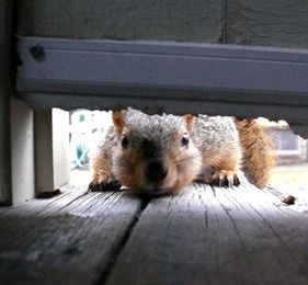 Keeping Squirrels Away From Your Home