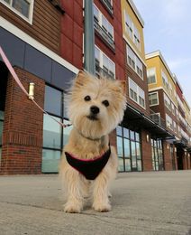Dog-poop DNA tests nail non-scoopers
