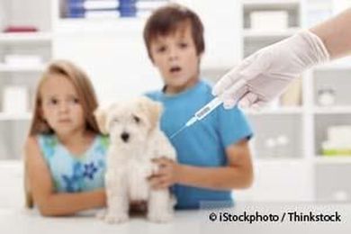 Your Pet Does NOT Need a Flu Vaccine