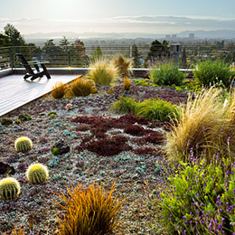 12 great drought-tolerant plants