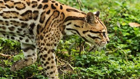 9 animals you might not know are native to the U.S.