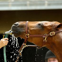 Five-Second Rules And Sleeping In Breeches: True Confessions Of Horse People