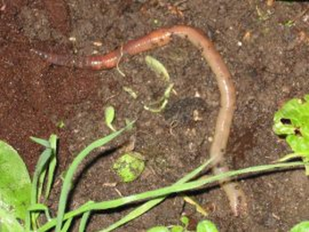 How did earthworms reach Alaska traveling 30 feet a year?