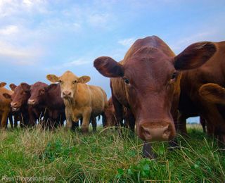 Are Cattle Right For My Farm?