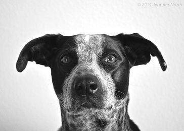 How To Take Great Photos Of Your Pets
