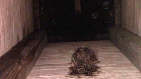 When a chimney swift moves into your chimney