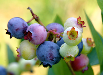 Do You Know Where Your Fruit Comes From? Read This To Find Out.